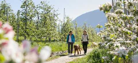 Spaziergang durch blühende Apfelwiesen 